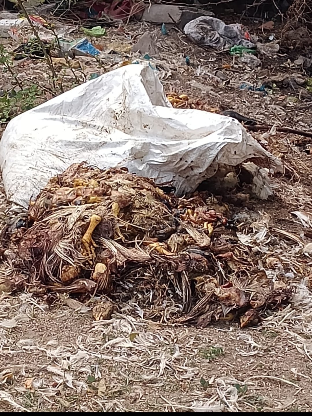 నిద్రలో అధికారులు..రోడ్డుపై మాంస వ్యర్థాల రాజ్యం..!చికెన్,మటన్ సెంటర్ల చెత్తతో దుర్వాసన–ప్రమాదాలకు అడ్డాగా మారిన ప్రధాన రహదారి…